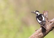 Buntspecht - Great Spotted Woodpecker  (Dendrocopos major)